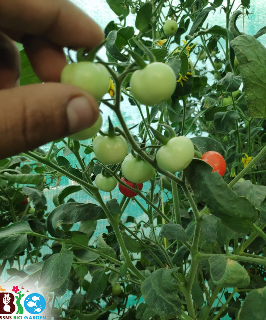 Hydroponically grown organic tomato
