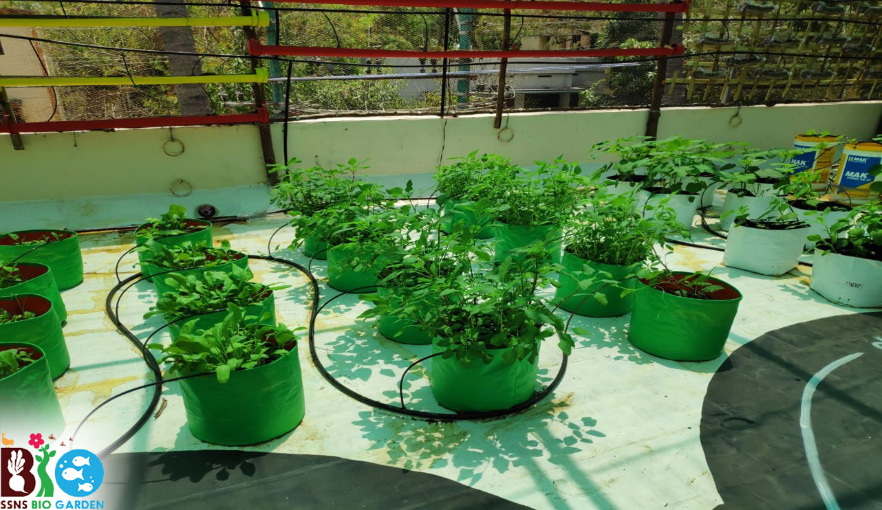 Terrace_cultivation_in_coimbatore
