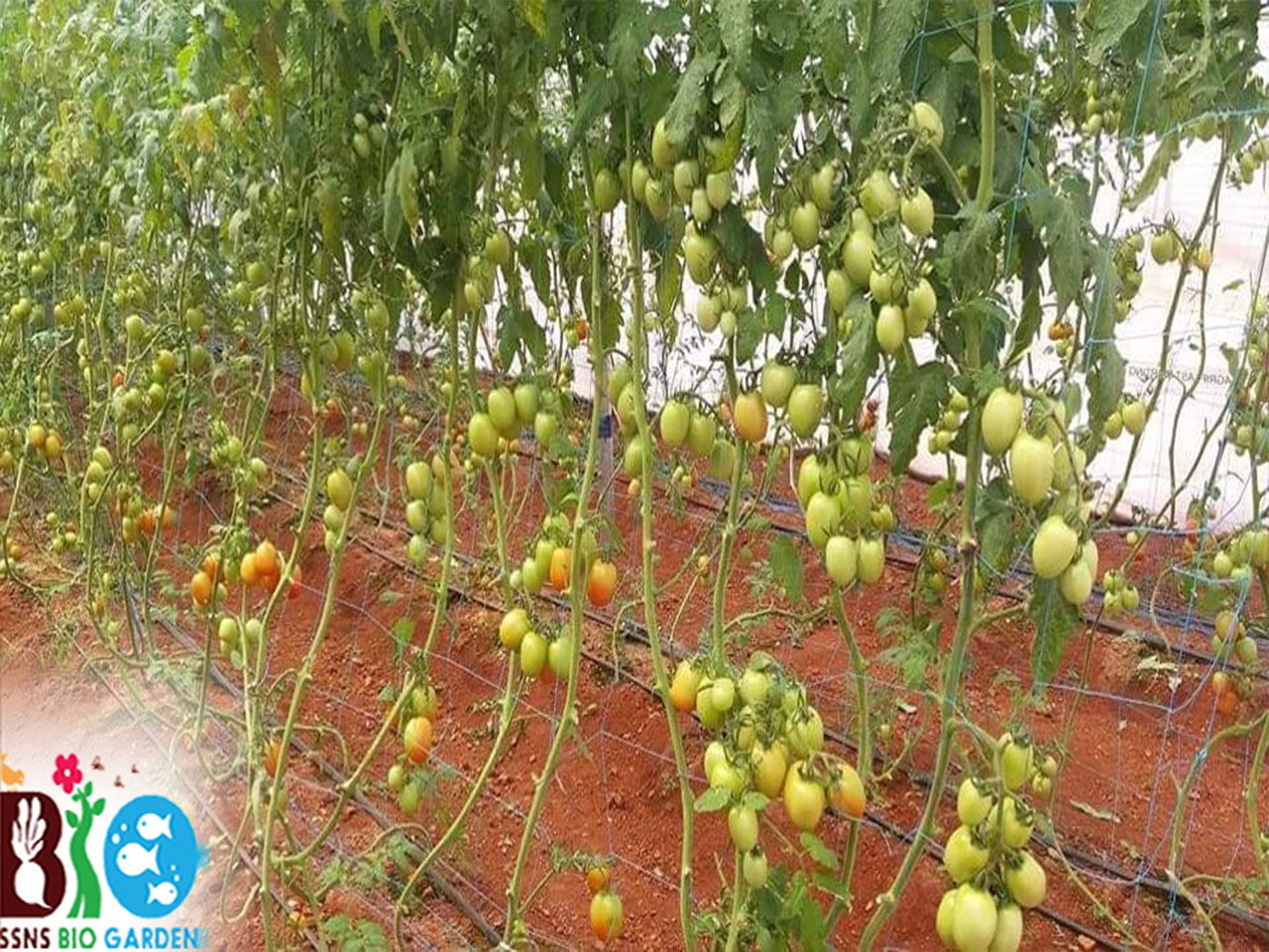 tomatto bio garden in coimbatore
